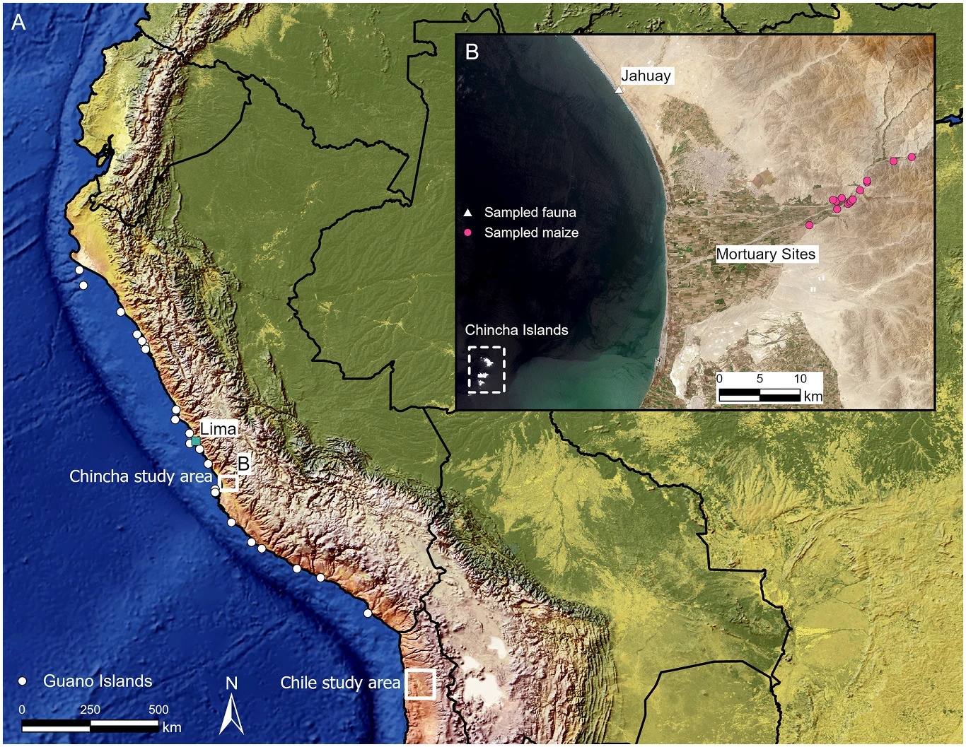 Mapa wysp guano oraz obszarów badawczych, z których pobrano próbki kukurydzy do analizy Mapa przedstawiająca wybrzeże zachodnie Ameryki Południowej, głównie obszar Peru z zaznaczeniem wysp Guano, Chincha oraz Chile, a także wyznaczonymi miejscami obszarów badań i szczegółowym powiększeniem jednego z nich z naniesionymi punktami poboru pró...