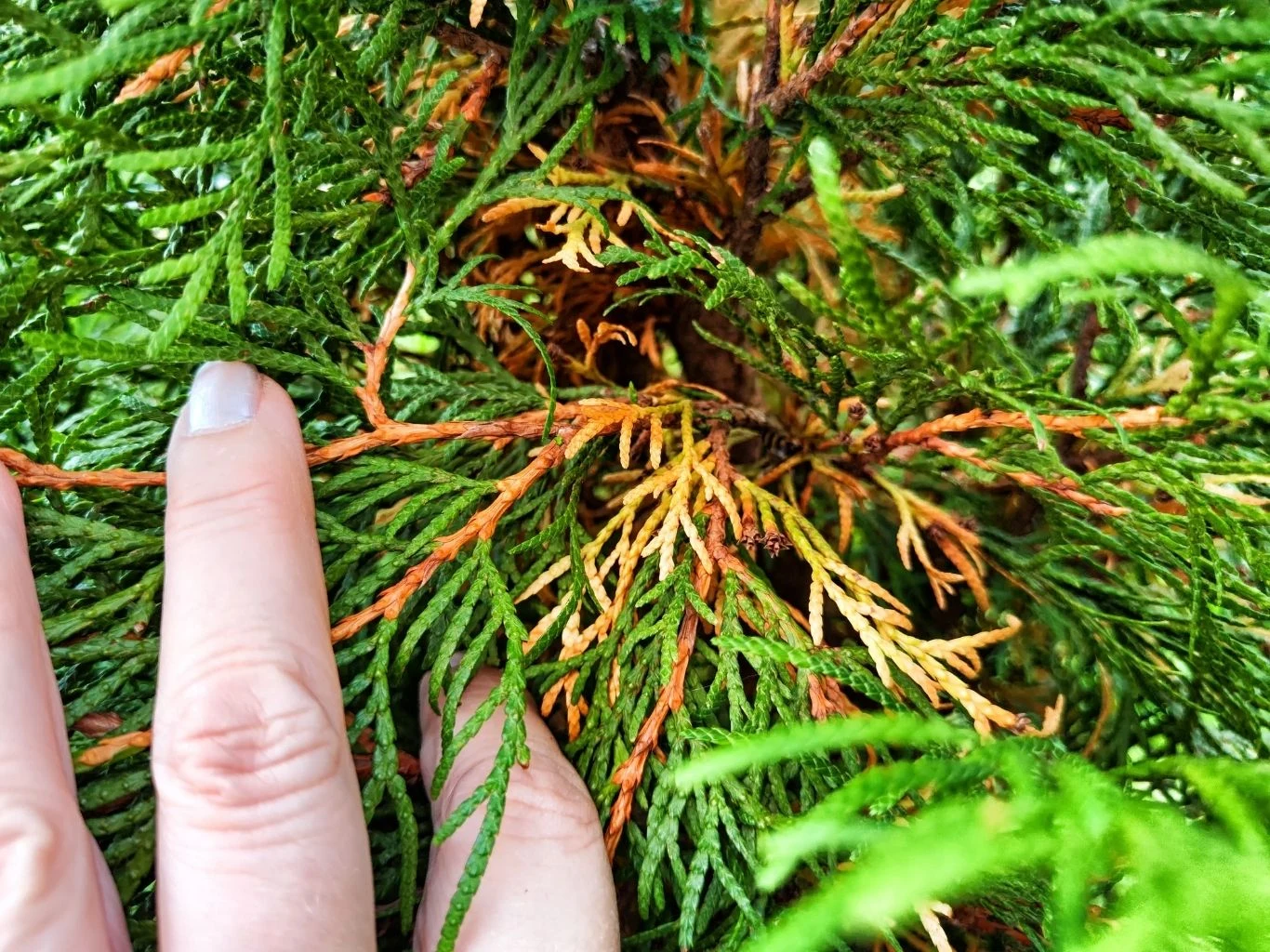 Zbliżenie ręki dotykającej gałązki żywotnika z zielonymi i przebarwionymi na żółto-brązowo igłami, co wskazuje na objawy choroby lub stresu rośliny.