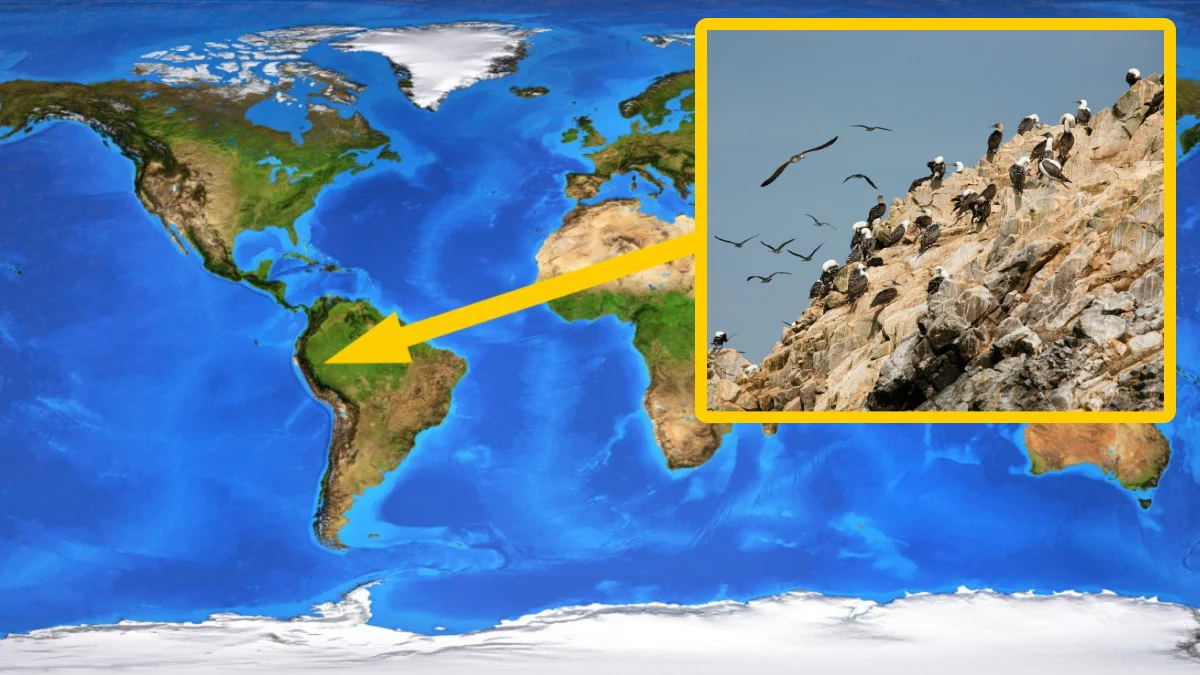 Królestwo Chincha zbudowało potęgę gospodarczą na guanie. Na punkcie "białego złota" oszaleli też europejscy rolnicy Mapa świata z wyróżnionym regionem Ameryki Południowej oraz powiększeniem pokazującym stado ptaków siedzących na skalistym urwisku i lecących w powietrzu.