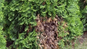 Tuje usychały mi na potęgę. Oprysk od dziadka przywrócił im kolor