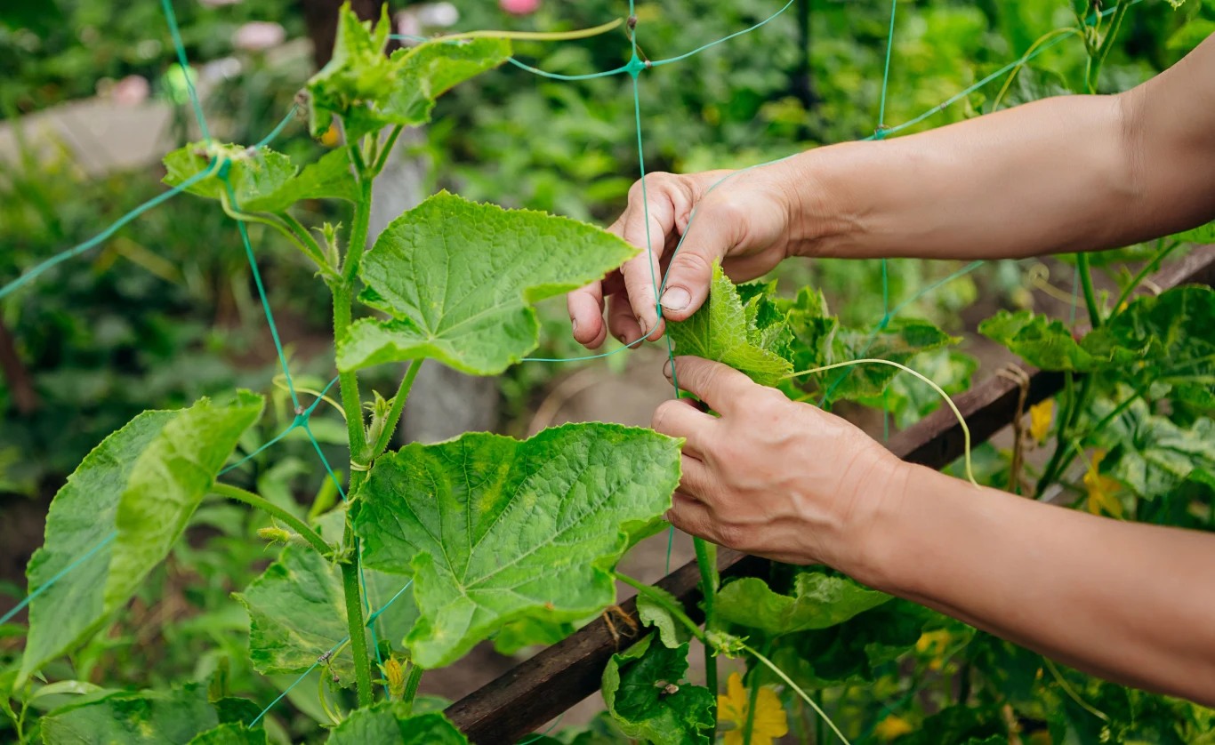 Jakie odmiany ogórków gruntowych wybrać do ogrodu w 2026?