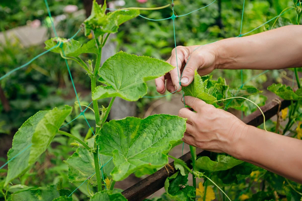 Jakie odmiany ogórków gruntowych wybrać do ogrodu w 2026? Jakie odmiany ogórków gruntowych wybrać do ogrodu w 2026?