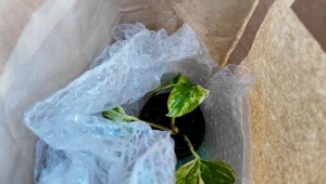 Rośliny doniczkowe w drodze