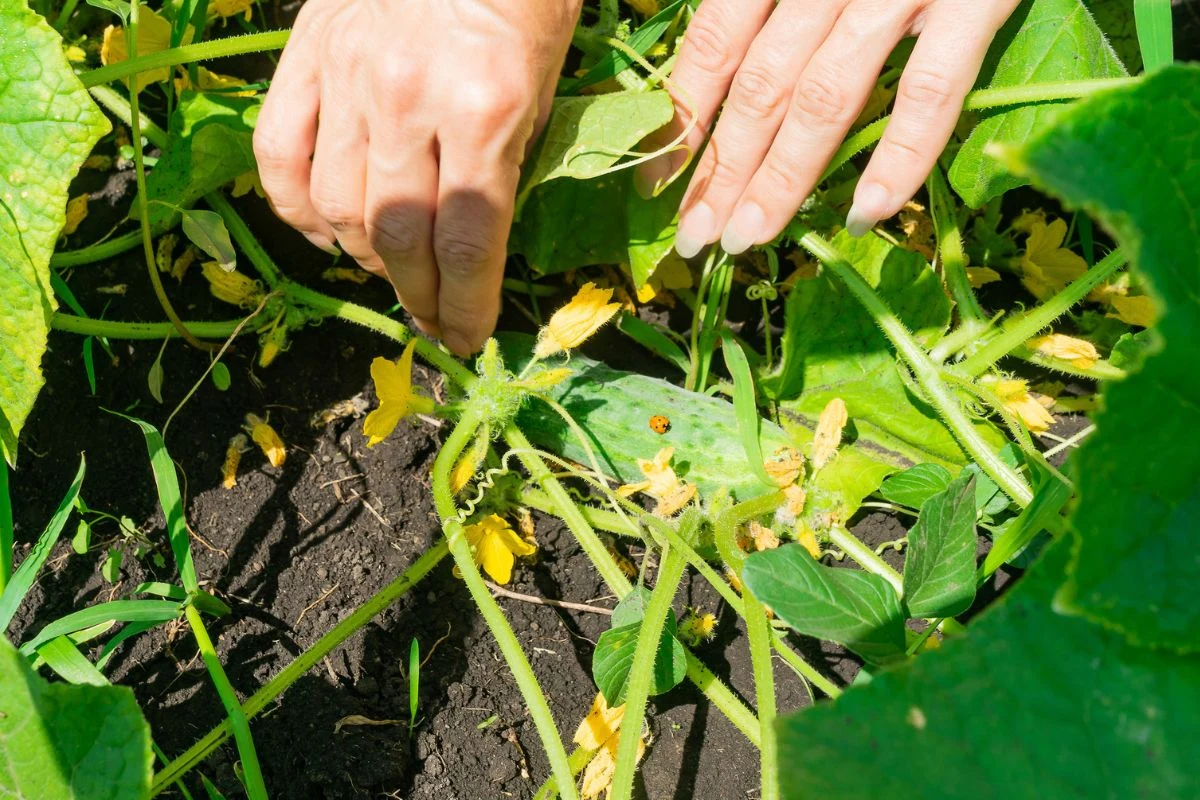 Ogórek śremski pozbawiony jest goryczki Ogórek śremski pozbawiony jest goryczki
