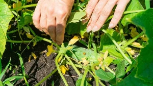 Co sadzić obok ogórków? Te rośliny zwiększają plony