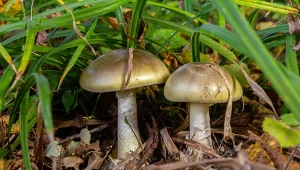 USA. Fala zatruć grzybami w Kalifornii. Nie żyją cztery osoby