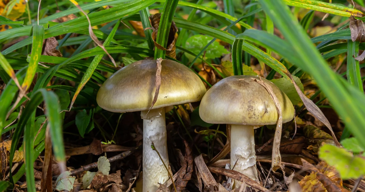 Zdjęcie: Cztery zgony i 40 hospitalizacji w Kalifornii z powodu muchomora sromotnikowego