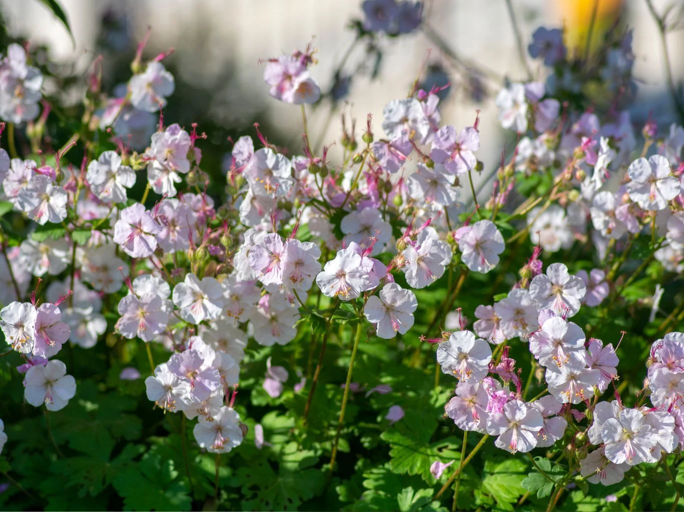 Bodziszek kantabryjski sprawdzi się jako niewymagająca roślina okrywowa. Bodziszek kantabryjski kwitnie w ogrodzie.