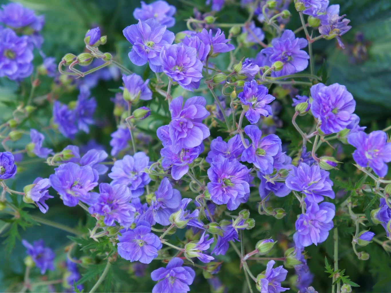 Bodziszek himalajski Birch Double zachwyci nawet najbardziej wymagających ogrodników. Bodziszek himalajski Birch Double kwitnie na fioletowoniebiesko.