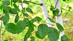 Elegancka i praktycznie bezobsługowa. Ta brzoza staje się hitem ogrodów