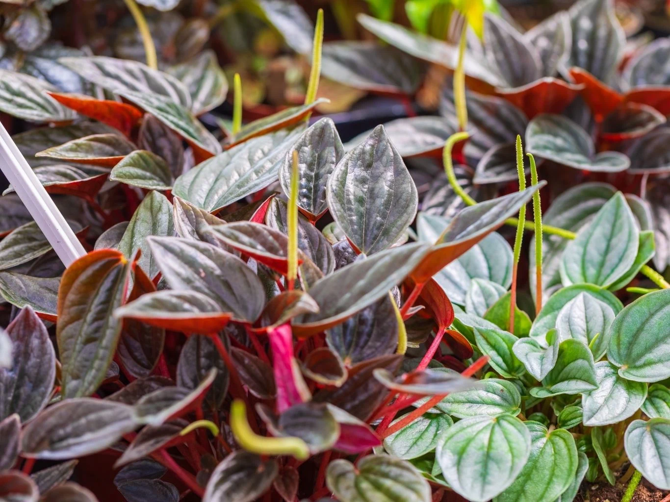 Kwiaty peperomii 'Rosso' przypominają zielone kłosy Różnorodne rośliny doniczkowe o ciemnozielonych, błyszczących liściach z czerwonymi przebarwieniami oraz jasnozielonymi, długimi pędami, w naturalnym świetle.