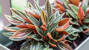 Efektowna nawet bez kwitnienia. Jasny parapet i ciepło jej wystarczą