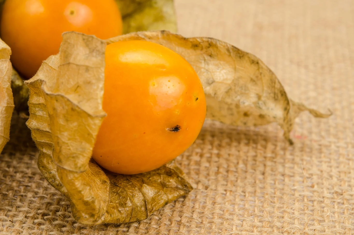 Owoc miechunki skryty jest w "lampionie" Dojrzały, pomarańczowy owoc miechunki osadzony częściowo w suchych, papierowych liściach, leży na jutowym materiale.