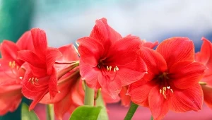 Amarylis przekwitł? Wystarczy jeden zabieg, by znów oblał się czerwienią