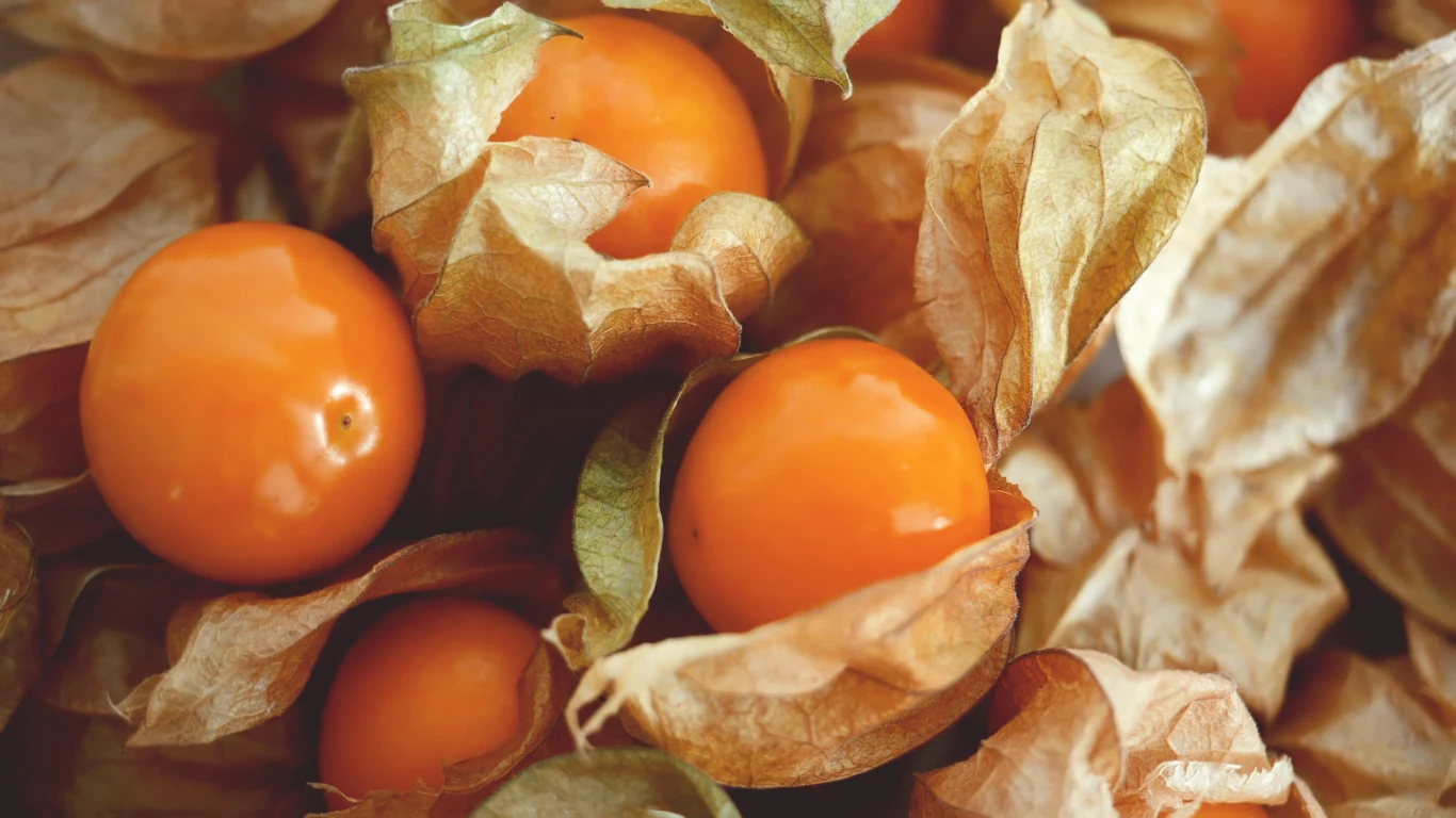 Miechunka to bogate źródło witamin i minerałów Pomarańczowe owoce physalis otoczone suchymi liśćmi kielicha, gładkie i błyszczące powierzchnie owoców kontrastują ze strukturą suchych osłonek.