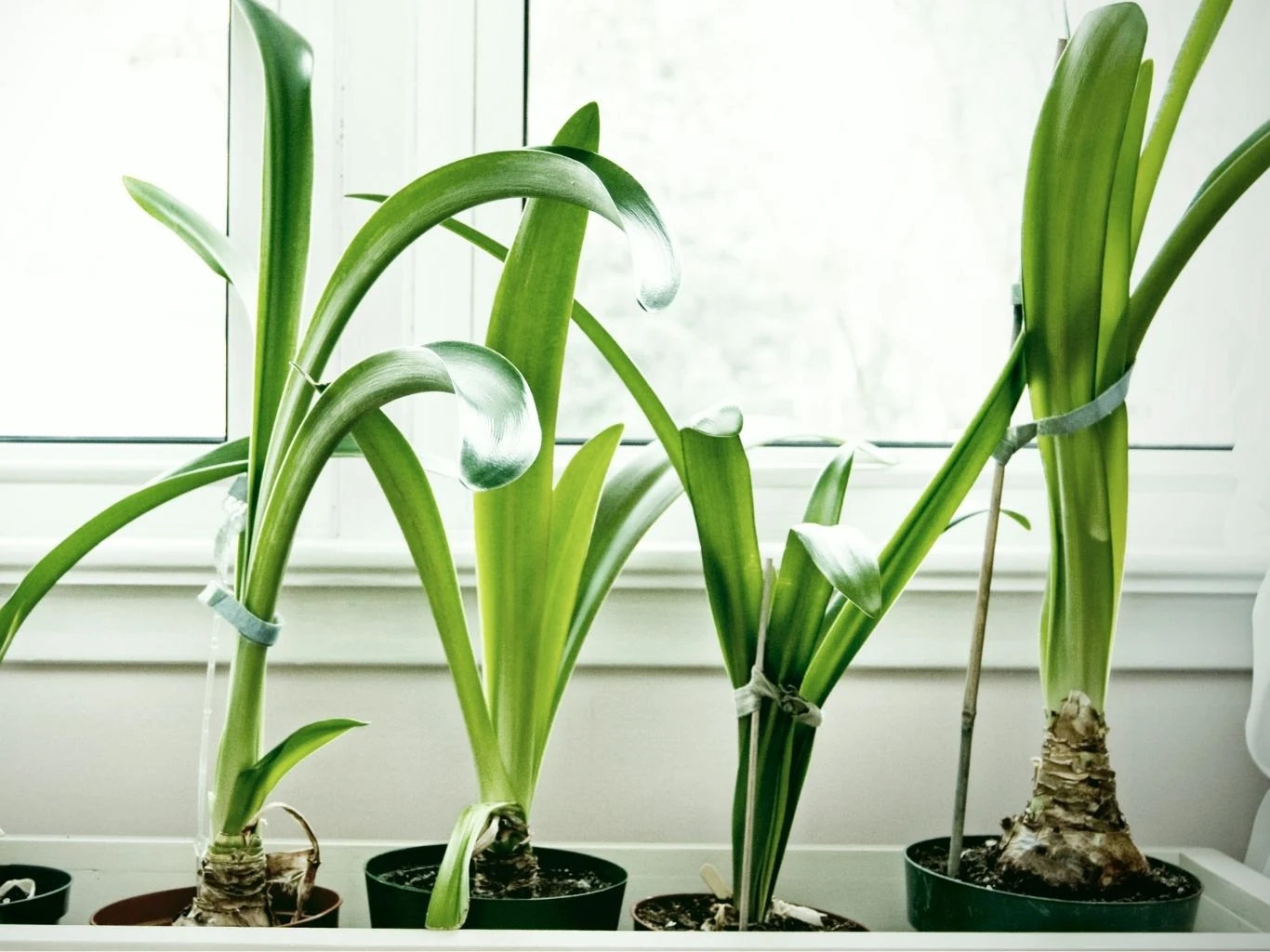 Duże, zielone amarylisy po przekwitnięciu, stojące na parapecie. 