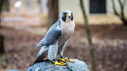 Sokoły wędrowne coraz chętniej zatrzymują się w miastach