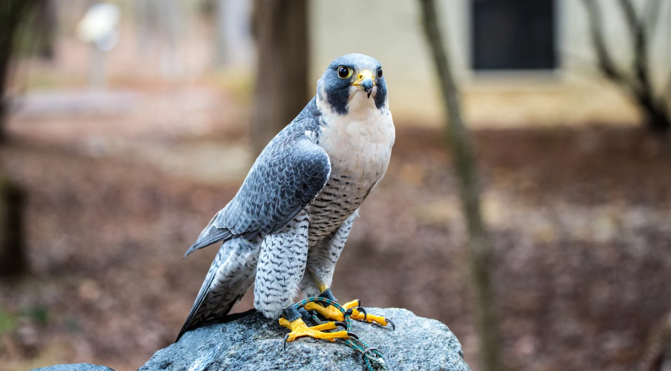 Sokoły wędrowne coraz chętniej zatrzymują się w miastach Sokół siedzący na dużym kamieniu, z wyraźnie widocznymi żółtymi pazurami i stalowoszarym upierzeniem, wokół rozmyte tło leśne.