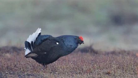 Cietrzewie wracają do Nadleśnictwa Myszyniec