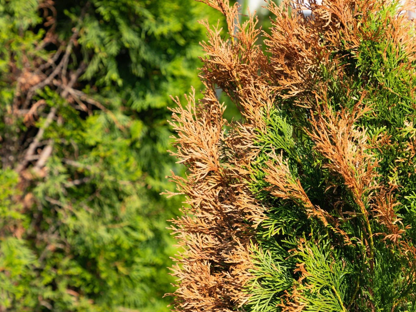 Dlaczego tuje po zimie odbarwiają się na brązowo i usychają? Sucha, brązowiejąca gałąź tui kontrastująca z zielonymi, zdrowymi partiami rośliny na tle gęstych szmaragdowych igieł.