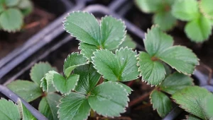 Siew truskawek na rozsadę. Będziesz mieć zdrowe sadzonki słodkie owoce