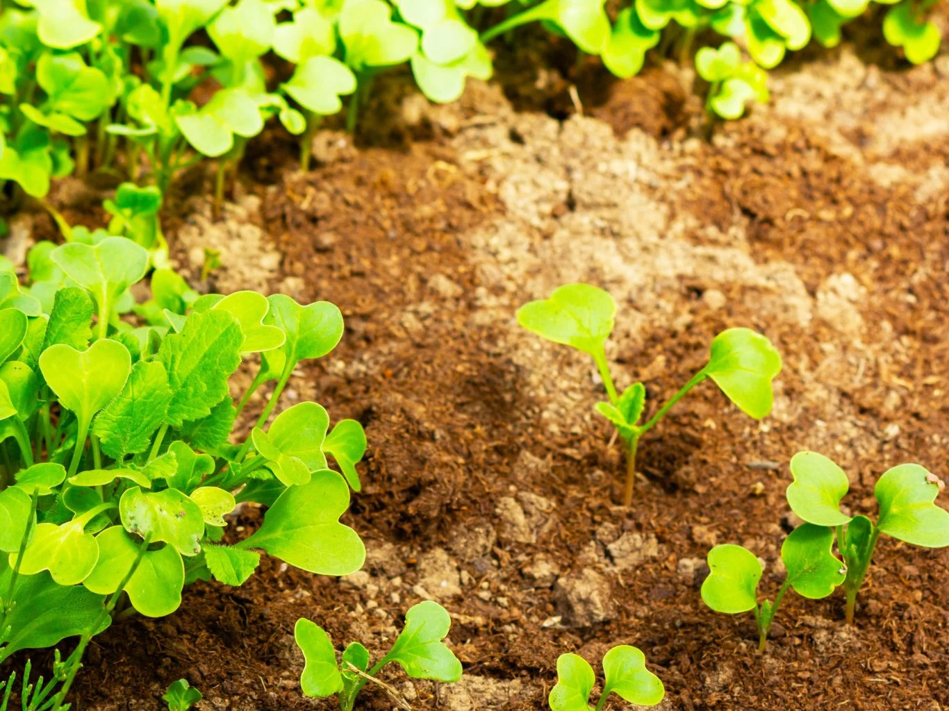 Specjalnie przygotowana ściółka na bazie trocin poprawi właściwości nawet gliniastej gleby. Młode zielone sadzonki wyrastające z wilgotnej, przygotowanej ziemi ogrodowej, ukazane w słonecznym świetle.