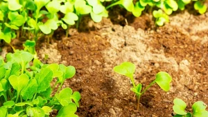 Ten nawóz uratuje nawet gliniastą glebę. Warto go przygotować już teraz