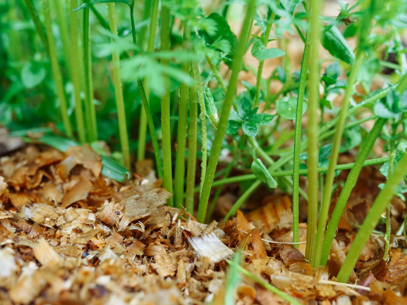 Ściółkowanie trocinami pozwala zatrzymać wodę w glebie, co dobrze wpływa na system korzeniowy roślin. Zielone łodygi młodych roślin wyrastające z podłoża pokrytego ściółką z naturalnych trocin.