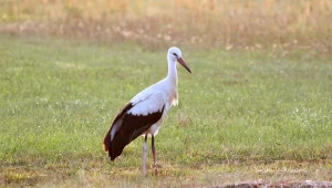 Jak długo bocian leci do Afryki z Polski?