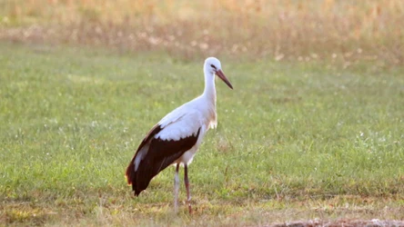 Jak długo bocian leci do Afryki z Polski?