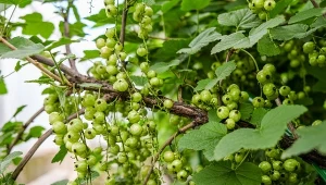 Użyj pięć łyżek na litr wody. Porzeczka będzie sypać owocami