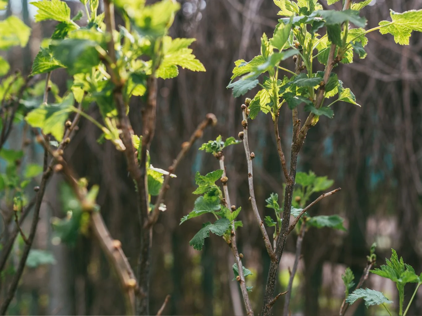 Czym pryskać porzeczki na przedwiośniu? Krzew porzeczki wczesną wiosną.