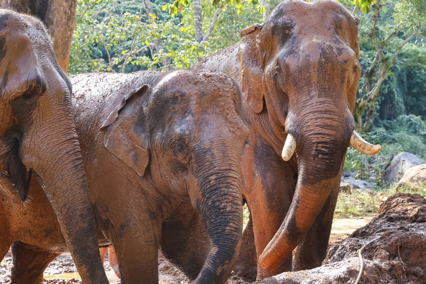 Słonie indyjskie stały się problemem w Tajlandii Dwa duże słonie pokryte błotem stoją obok siebie w lesie tropikalnym, w tle zielona roślinność i drzewa.