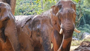 Słonie indyjskie stały się problemem w Tajlandii