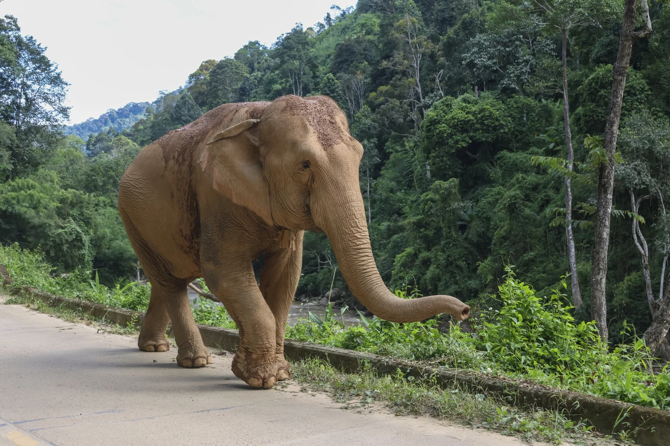Słoń spacerujący wzdłuż asfaltowej drogi otoczonej gęstym, zielonym lasem tropikalnym.