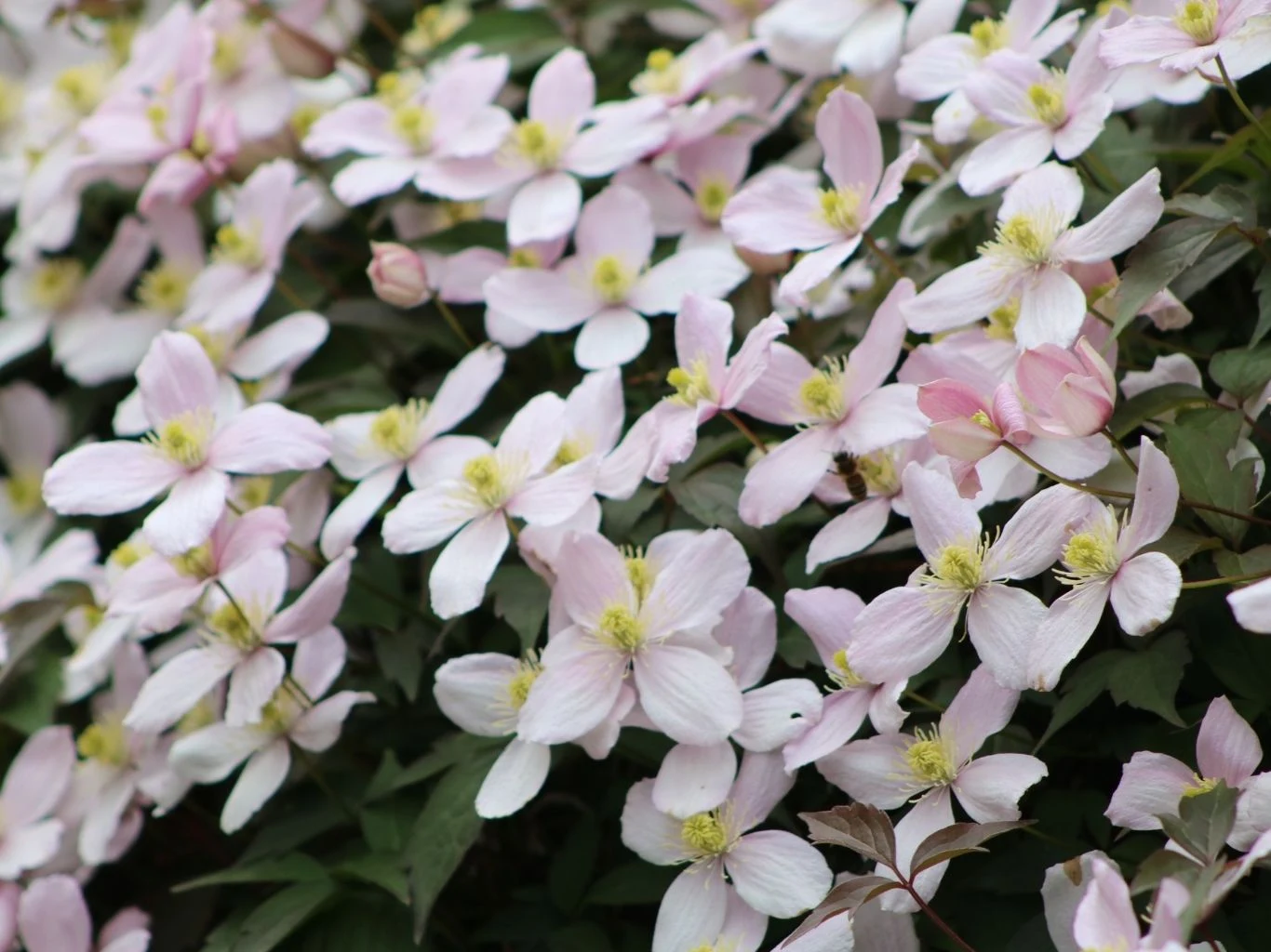 Dostosuj cięcie do konkretnej odmiany powojnika Gęsty układ jasnoróżowych kwiatów powojnika z widocznymi żółtymi środkami, otoczonych ciemnozielonymi liśćmi.
