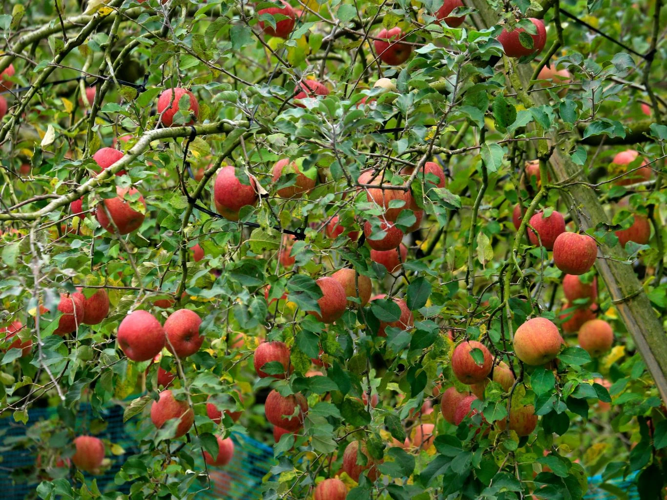 Gałęzie drzewa obciążone licznymi czerwonymi jabłkami otoczone zielonymi liśćmi, w tle widoczna gęsta zieleń ogrodu.