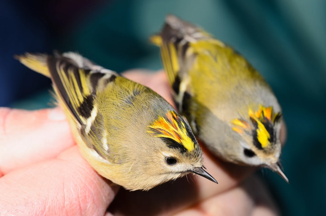 Mysikrólika najłatwiej rozpoznać po żółtym pasku na czubku głowy Dwa małe ptaki z żółto-czarnymi pasami na głowie i oliwkowymi piórami siedzące na dłoni człowieka, tło rozmyte w ciemniejszych odcieniach zieleni.