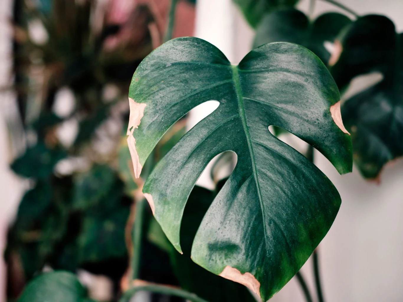 Choroby monstery niejednokrotnie to skutek ataku szkodników roślin. Można zwalczyć je na różne sposoby Duży, zielony liść monstery z widocznymi oznakami przesuszenia na brzegach, otoczony rozmytym tłem innych liści.