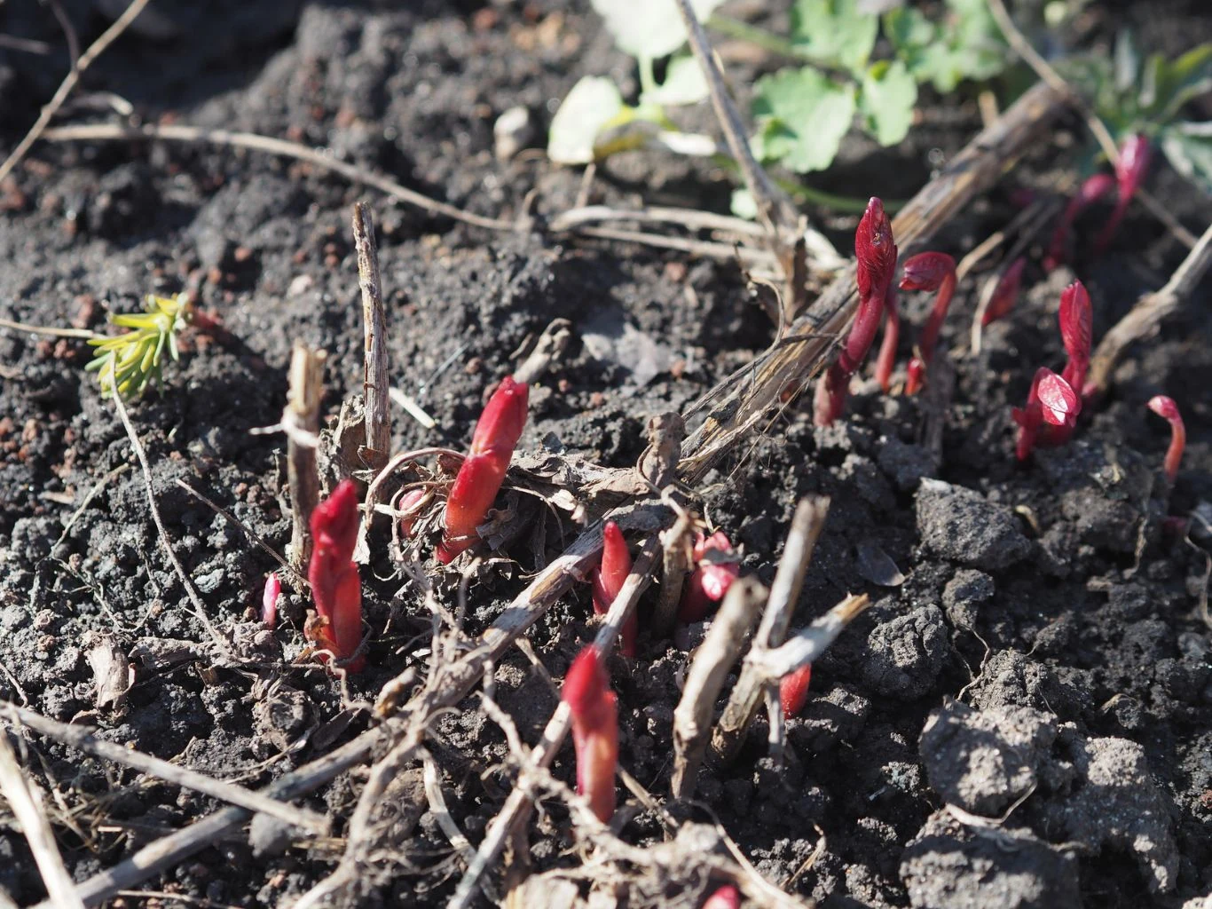 Jak zadbać o piwonie na przedwiośniu? Kiełkujące czerwone pędy piwonii wyrastające z ziemi wczesną wiosną.