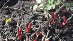 Daj swoim piwoniom już na przedwiośniu. Pąki wystrzelą w górę