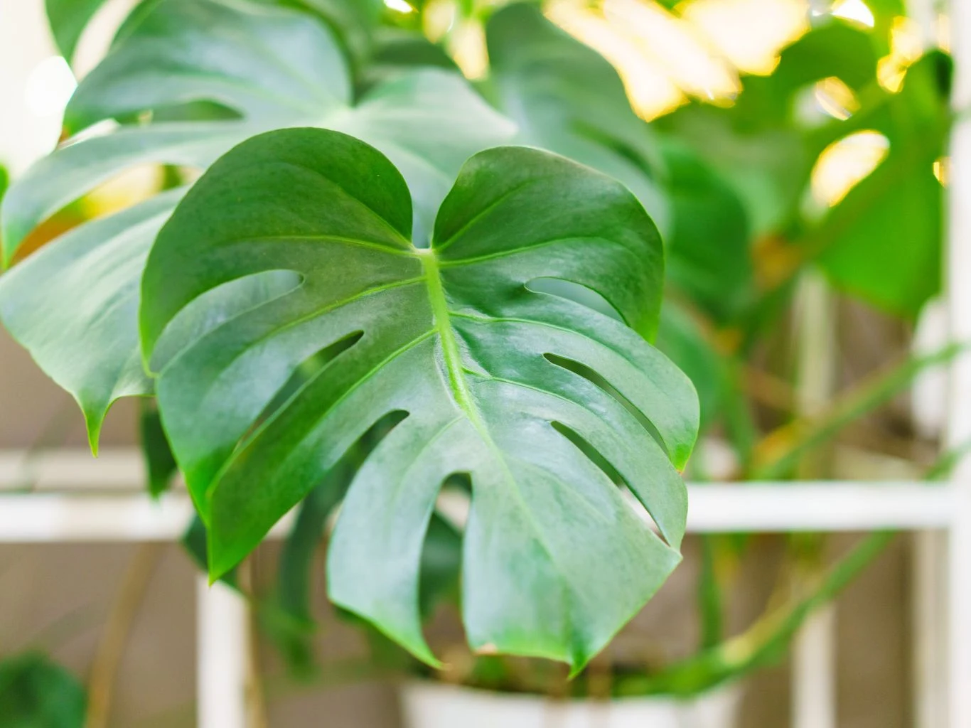 Monstera dziurawa żartobliwie nazywana „żywym szwajcarskim serem”. Duży, zielony liść monstery o charakterystycznych rozcięciach i otworach, w tle rozmyte elementy roślinne oraz światło przebijające się przez liście.