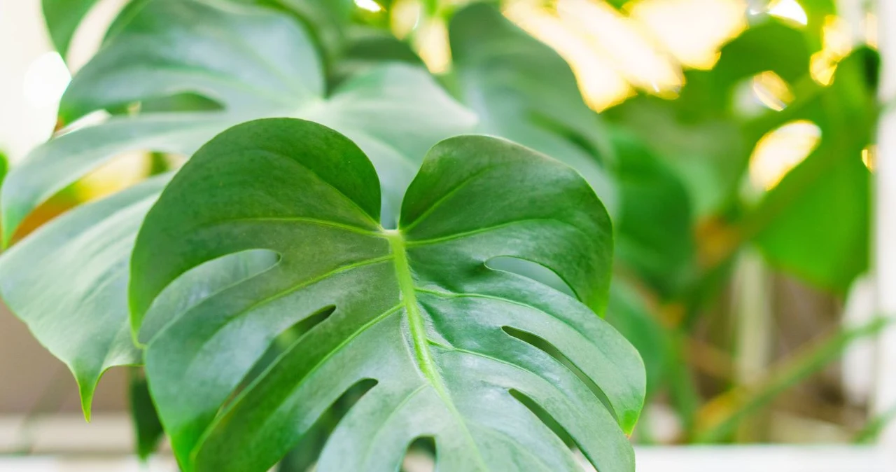 plants near me Oleander | Delivered & Installed