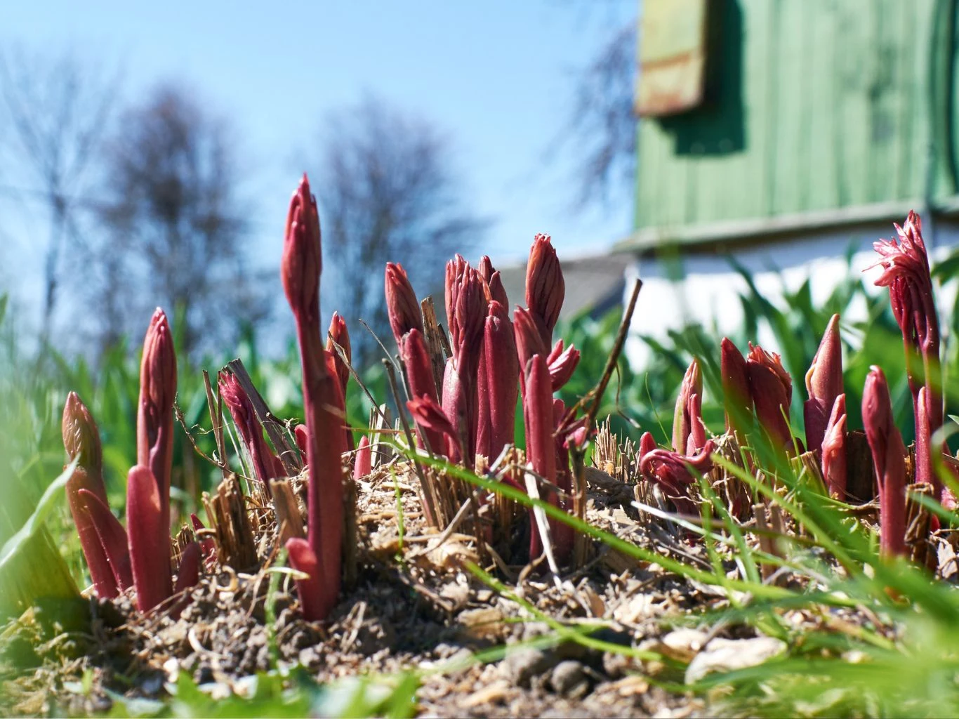 Czym podlewać piwonie na przedwiośniu? Pędy piwonii we wczesnowiosennym ogrodzie.