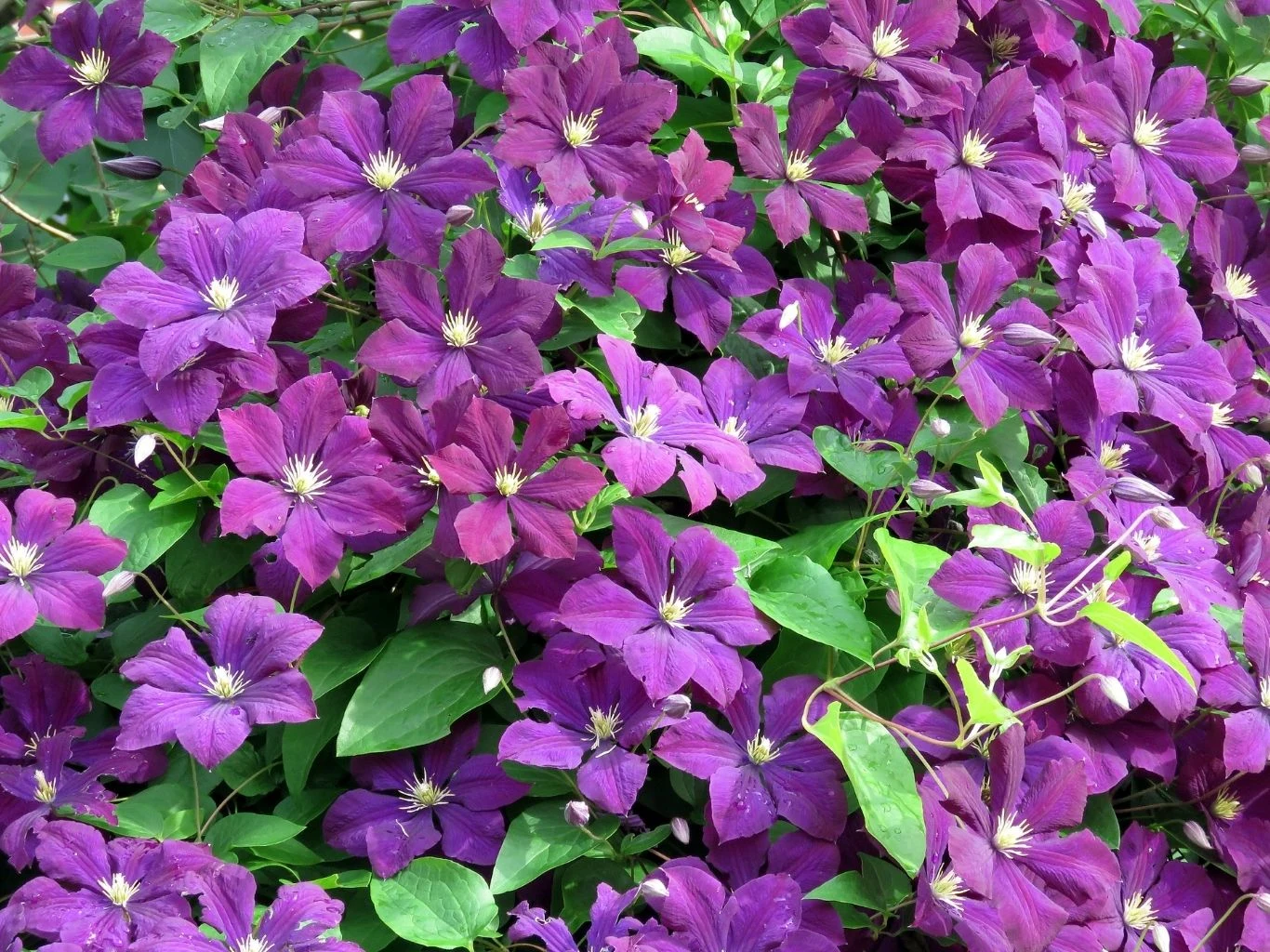 Kiedy jest najlepszy czas na przycięcie powojników? Gęsto rosnące, intensywnie fioletowe kwiaty powojnika z widocznymi zielonymi liśćmi, wypełniające cały kadr soczystymi barwami i tworzące efektowne, bujne skupisko.