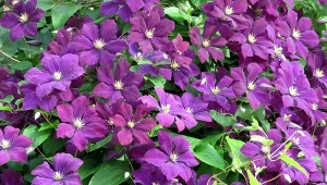 Jedne tnij nisko, inne wysoko. Ważny zabieg przy powojnikach