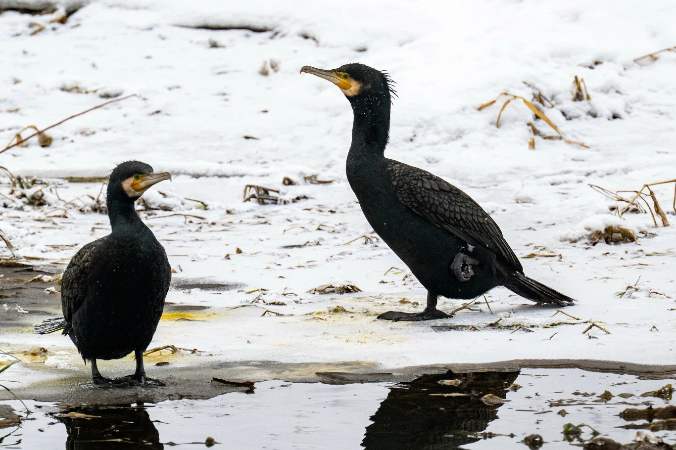 Czarne ptaki giną na Słowacji. To część europejskiego planu Czarne ptaki giną na Słowacji. To część europejskiego planu