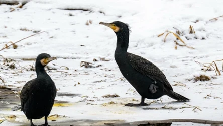 Czarne ptaki giną na Słowacji. To część europejskiego planu