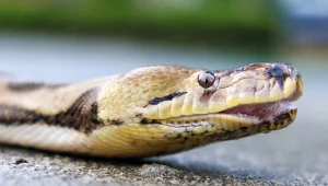 Ogromne pytony osiągają dzisiaj w Azji wielometrowe długości