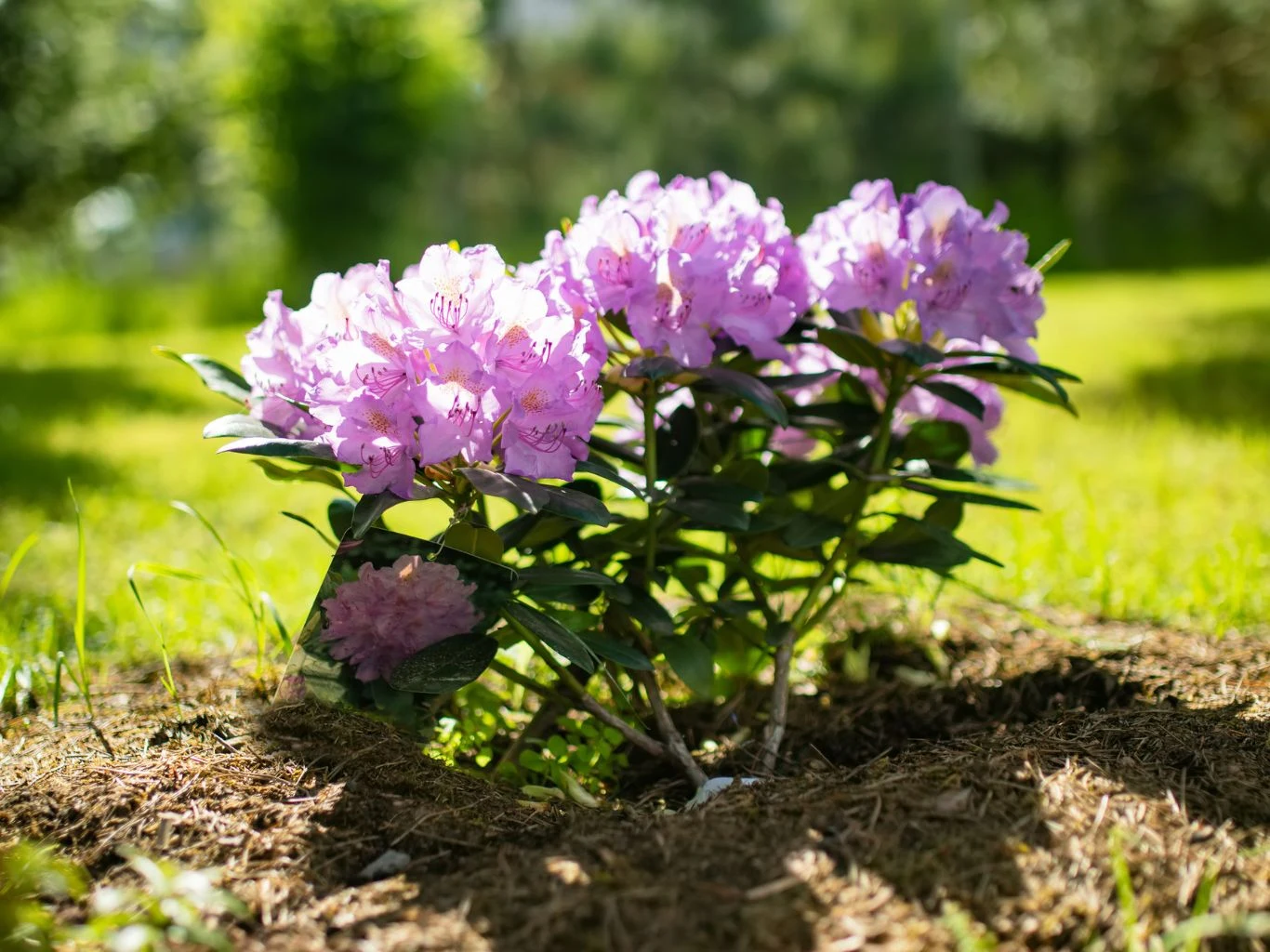 Krzew różanecznika o jasnofioletowych kwiatach rośnie na trawniku w słonecznym ogrodzie, otoczony zielenią i promieniami słońca.